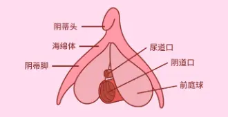摸豆豆总是不舒服?新手到底应该怎么摸