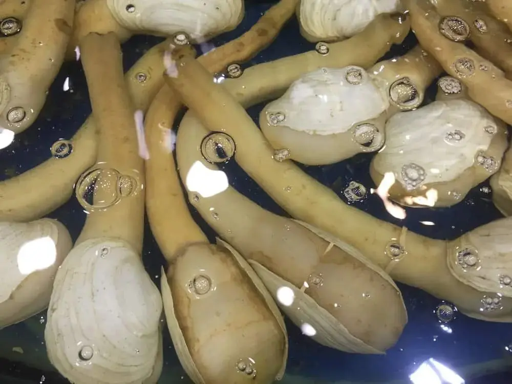 证据:吃生蚝、蚵仔真帮到你么?